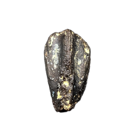 Rare Levnesovia Tooth, Early Hadrosaur, Bissekty Formation, Uzbekistan