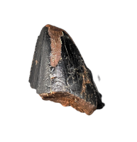 Tyrannosaurus Rex? Tooth