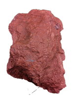 Large and Exceptional Postosuchus (Rauisuchid) Tooth, Bull Canyon Formation