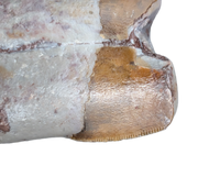 Rooted Phytosaur Tooth, Chinle Formation