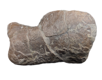 Tyrannosaur Ankle Bone, Two Medicine Formation