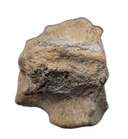 Mosasaur (Tylosaurus?) Vertebra, Cretaceous of Texas