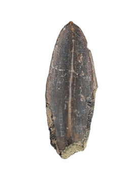 Hadrosaur Tooth, Judith River Formation