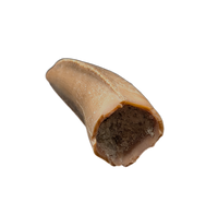Majungasaurus Pre-Max Tooth