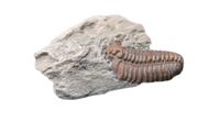 Flexicalymene Trilobite, Ohio