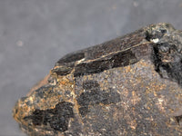 Tyrannosaur Tooth, Two Medicine Formation.