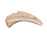 Dromaeosaur (Raptor) Claw, Hell Creek Formation