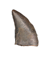 Nanotyrannus Tooth