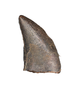 Nanotyrannus Tooth