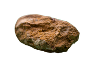 Spinosaurus Tooth
