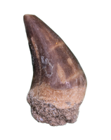 Pluridens Tooth, Morocco (Mosasaur)