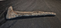 Large Spicomellus (Ankylosaur) Spike, El Mers Formation