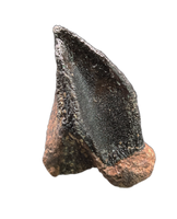 Large Unworn Triceratops Tooth