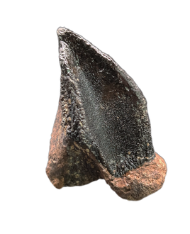 Large Unworn Triceratops Tooth