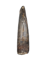 Nanotyrannus Tooth with Partial Root