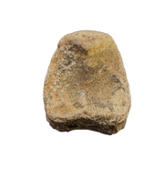 Pachycephalosaurus/Thescelosaurus Toe Bone, Hell Creek