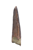 Majungasaurus Tooth