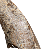 Nanotyrannus Tooth,  Hell Creek Formation