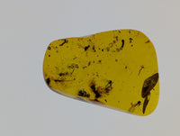 Amber with insects from Burma. Middle Cretaceous, 99 Million Years Old