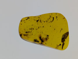 Amber with insects from Burma. Middle Cretaceous, 99 Million Years Old