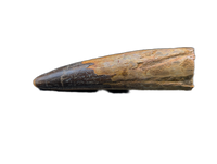 Huge Spinosaurus Tooth