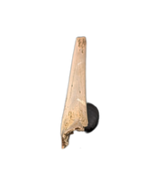 Dromaeosaur (Raptor) Claw, Hell Creek Formation