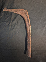 Dromaeosaur (Raptor) Rib, Hell Creek