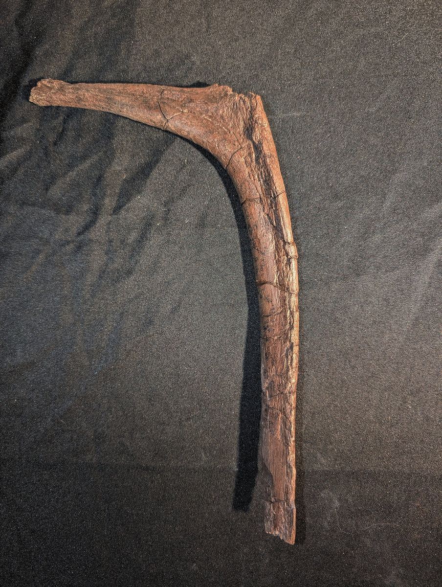 Dromaeosaur (Raptor) Rib, Hell Creek| The Daily Rex