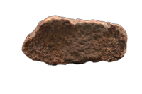 Spicomellus (Ankylosaur) Scute, El Mers Formation
