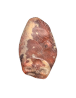 Elrhazosaurus (Dryosaur) Tooth