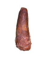 Spinosaurus Tooth