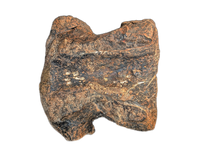 Stegosaurus Caudal Vertebrae, Morrison Formation