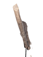 Camarasaurus Rib Hinge