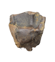 Triceratops Tooth