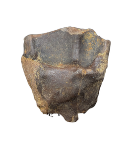 Triceratops Tooth