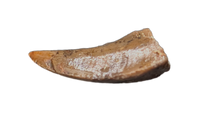 Troodon Tooth, Two Medicine Formation.