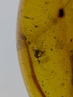 Insects in Amber from the Dominican Republic, 25 Million Years Old