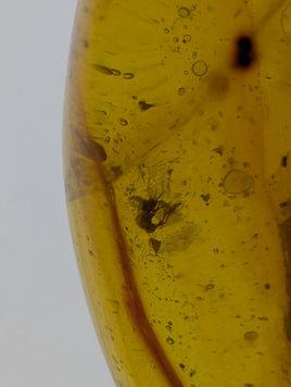 Insects in Amber from the Dominican Republic, 25 Million Years Old