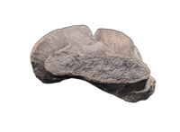 Hypacrosaurus Coracoid
