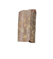 Dimetrodon Sail Spine Section, Permian