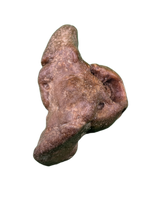 Dolphin (Kentrodontidae) Ear Bone, Calvert Formation, 15-27 Million Years Old
