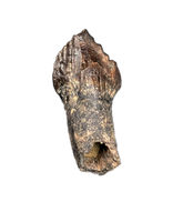 Rooted Leptoceratops Tooth