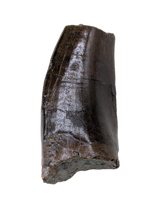 Tyrannosaur Tooth, Two Medicine Formation