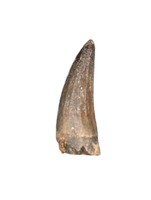 Suchomimus Tooth with Some Visible Serrations