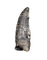 Large Ceratosaur Tooth, El Mers Formation