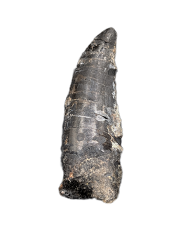 Large Ceratosaur Tooth, El Mers Formation