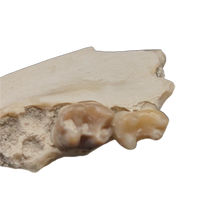 Ischyromys Jaw Section with Teeth, Chadron Formation