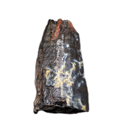 Allosaurus Tooth,  Morrison Formation