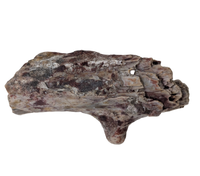 Edaphosaurus Sail Section, Permian
