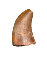 Unknown Species of Small Theropod Tooth, Elrhaz Formation